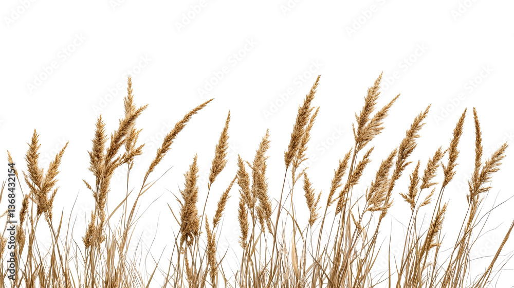 Fototapeta premium Beige wheat stalks on black background create pattern , cut out transparent