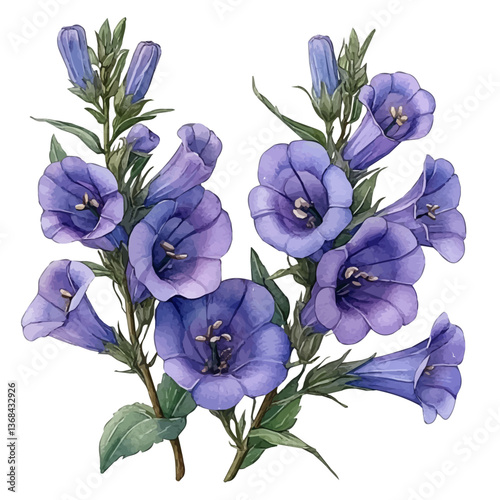 A watercolor of a campanula, isolated on a white background. Campanula vector.

