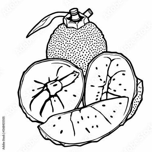 Black Outline Vector of Raw Jackfruit Kathal with Whole and Sliced Pieces Isolated on a White Background
