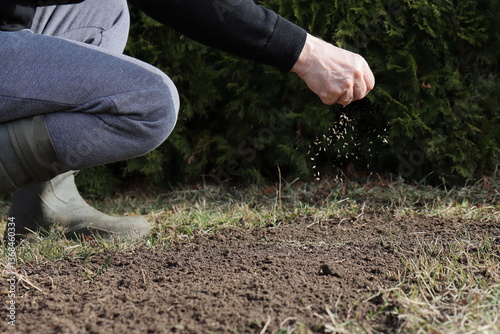 Sowing lawn grass in place of bush removal in spring