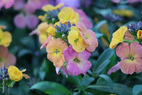 Sweden. Erysimum cheiri, Cheiranthus cheiri, the wallflower, is species of flowering plant in the family Brassicaceae (Cruciferae), native to Greece, but widespread as an introduced species elsewhere.