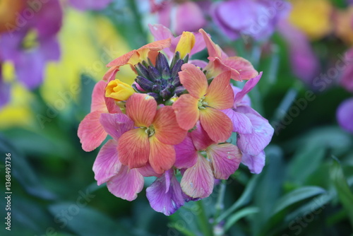 Sweden. Erysimum cheiri, Cheiranthus cheiri, the wallflower, is species of flowering plant in the family Brassicaceae (Cruciferae), native to Greece, but widespread as an introduced species elsewhere.