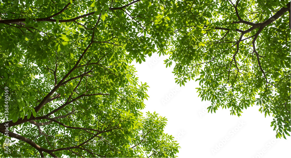 Fototapeta premium Green foliage background