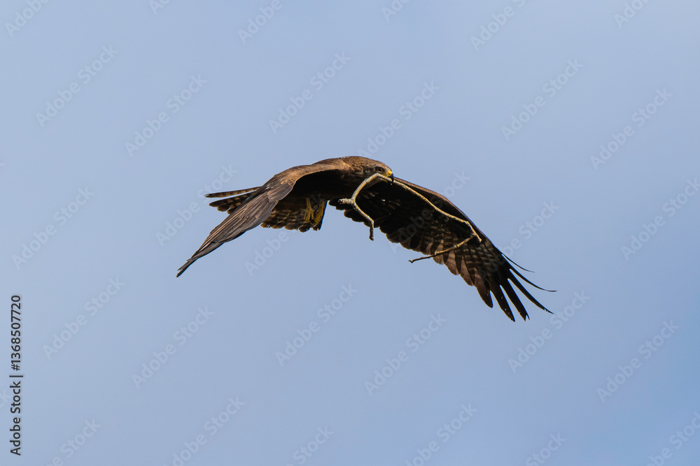 Fototapeta premium Milan noir, .Milvus migrans, Black Kite