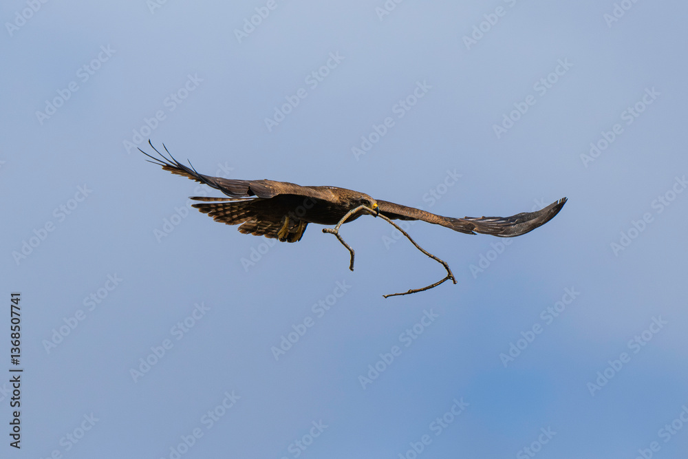 Fototapeta premium Milan noir, .Milvus migrans, Black Kite