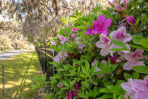 Close up azalea flowers in sping photo