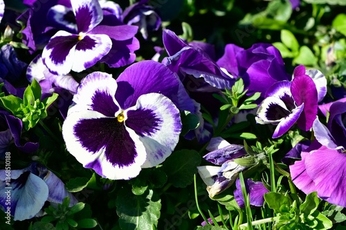 various Garden Flowers, Garden violets.