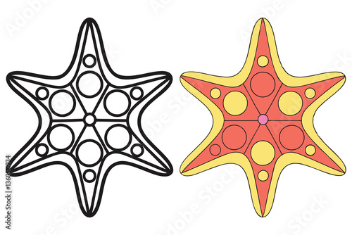 Sea Star Outline and Colored Vector, Six Points, Transparent Background, Circles