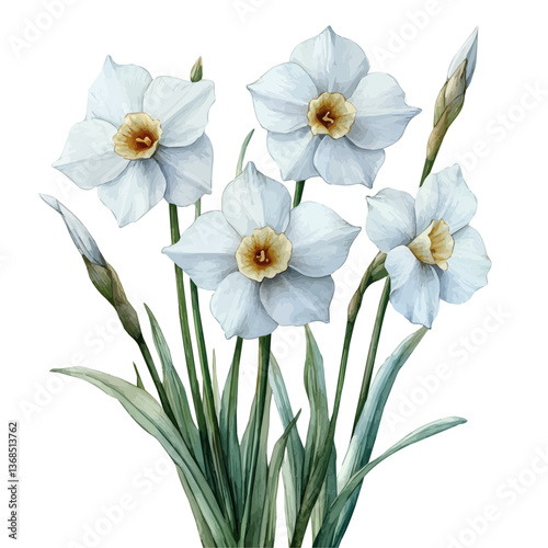A watercolor vector of a narcissus, isolated on a white background. narcissus vector

