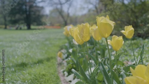 Vibrant yellow tulips in a park on sunny day