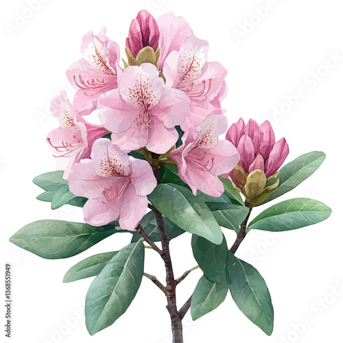 A watercolor vector of a rhododendron, isolated on a white background. rhododendron vector

