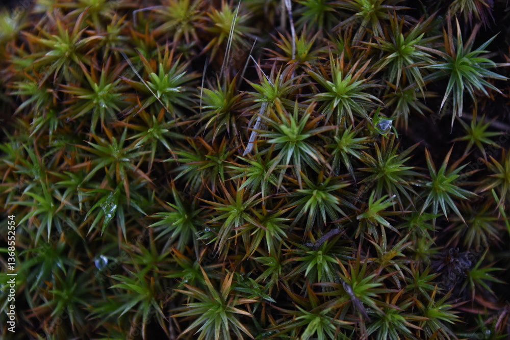 Colorful Moss Macro with Dew Drops and Texture Colorful Moss Macro with Dew Drops and Texture