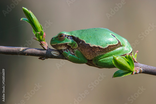 A vibrant green frog rests on a slender branch, surrounded by fresh budding leaves. The soft focus background highlights the intricate details of the frog's skin and the lush greenery.