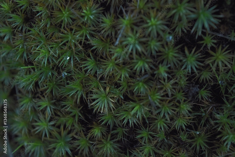 Mysterious Moss Close-Up in Dark Forest Light Mysterious Moss Close-Up in Dark Forest Light