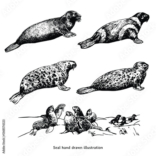 Seal animal vintage illustration. Seal hand drawn illustration in vintage style. Set of seal illustration