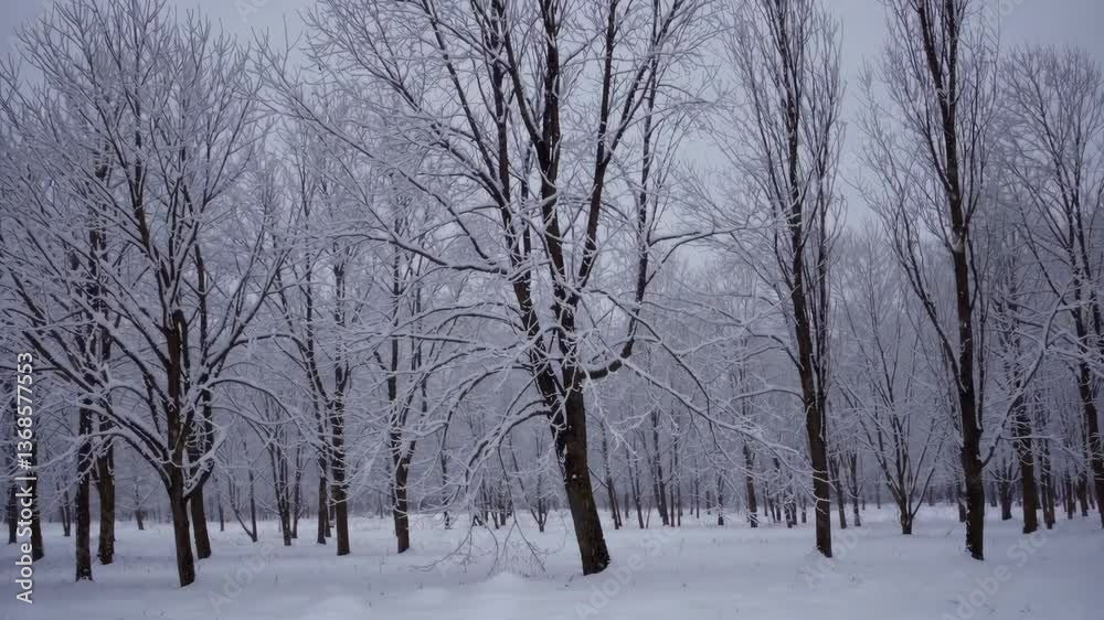 Serene winter forest in tranquil snowfall captured over time Serene winter forest in tranquil snowfall captured over time