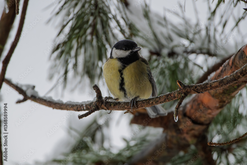 Fototapeta premium A tit among the snow-covered pine branches