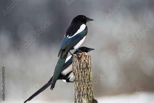 Two magpies sitting on a peg