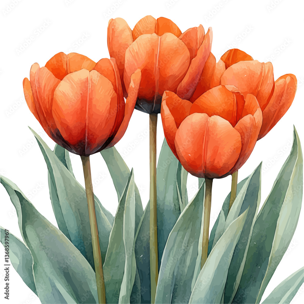 A watercolor vector of a tulipa, isolated on a white background. tulipa vector

