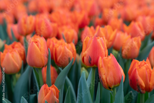 
tulip, flower, garden, plant, green, nature, greenhouse, spring, fresh, gardening, agriculture, farm, floral, leaf, grow, growing, soil, business, cultivate, seedling, 
Growing tulips in a greenhouse