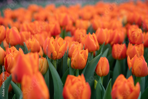 Growing tulips in a greenhouse using hydroponics
