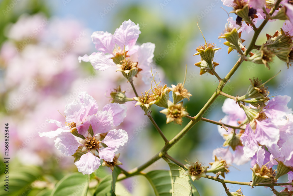 Obraz premium Queens Flower or Inthanin flower in Thailand, Lagerstroemia speciosa, cheerful blooming in park.