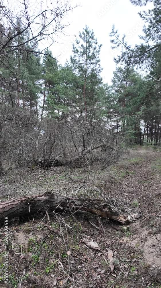 slow motion video tree in forest. broken tree. broken tree in forest. slow motion video tree in forest. broken tree. broken tree in forest.