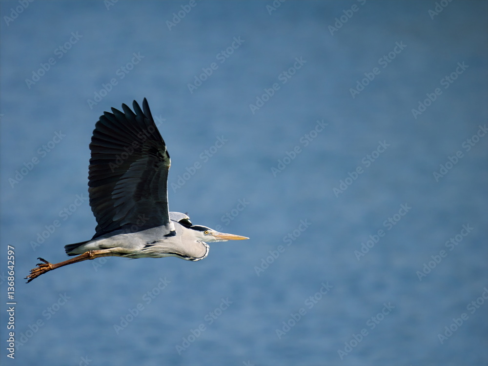 Obraz premium heron flying midair