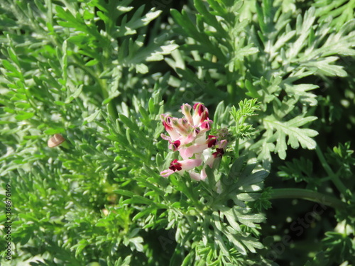 Beautiful white and red Fumaria flower against green leaves and grass, spring in Israel.