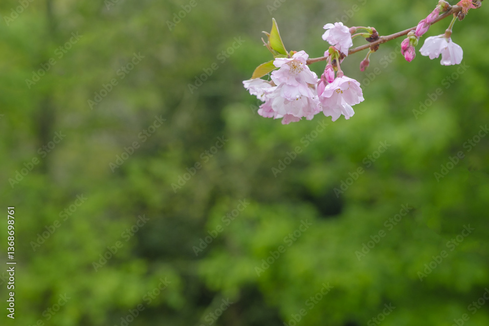 spring flowers in Donostia-San Sebastián, Euskadi