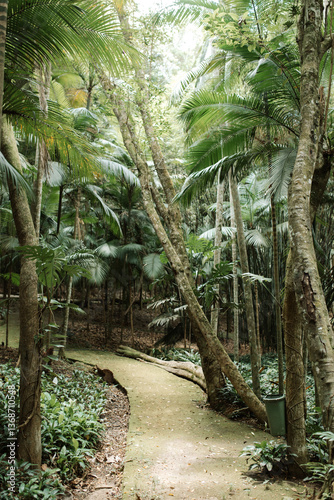 tree-lined path, trail in the middle of nature.