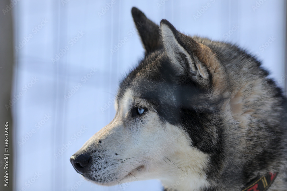 Fototapeta premium siberian husky dog