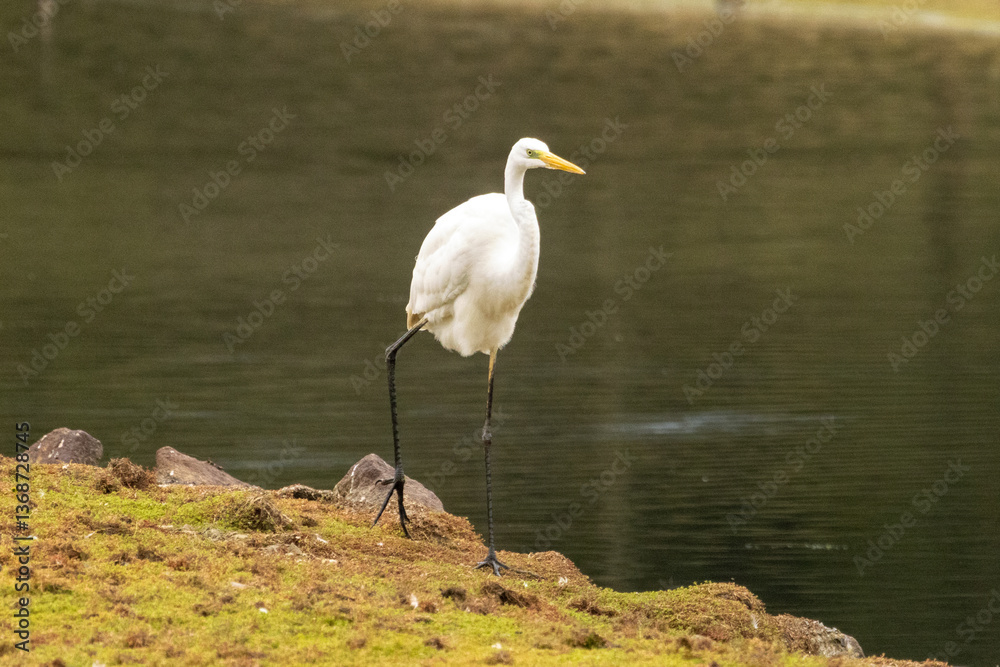 aigrette aigrette