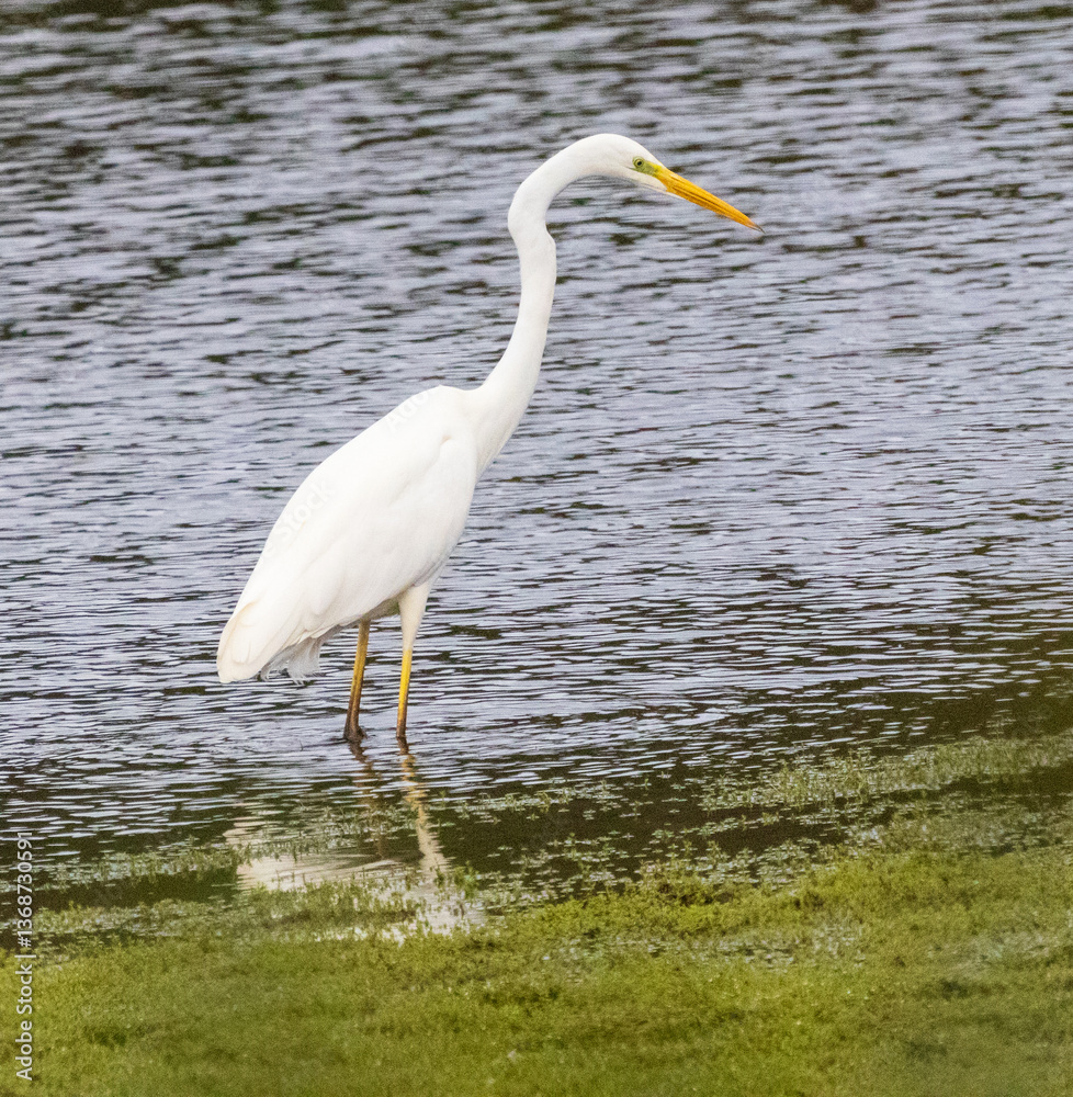 aigrette aigrette
