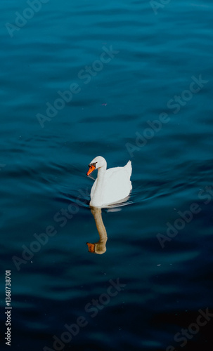 white swan on blue water
