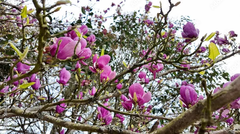 Vibrant magenta magnolia blooms on twisting branches, symbolizing spring renewal and tranquility, perfect for Easter and garden themes Vibrant magenta magnolia blooms on twisting branches, symbolizing spring renewal and tranquility, perfect for Easter and garden themes