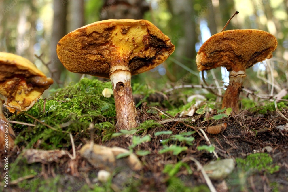 Fototapeta premium Pilze im Wald