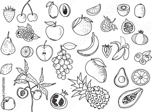 Ensemble illustration fruit agrume exotique de saison été printemps vecteur ligne noir