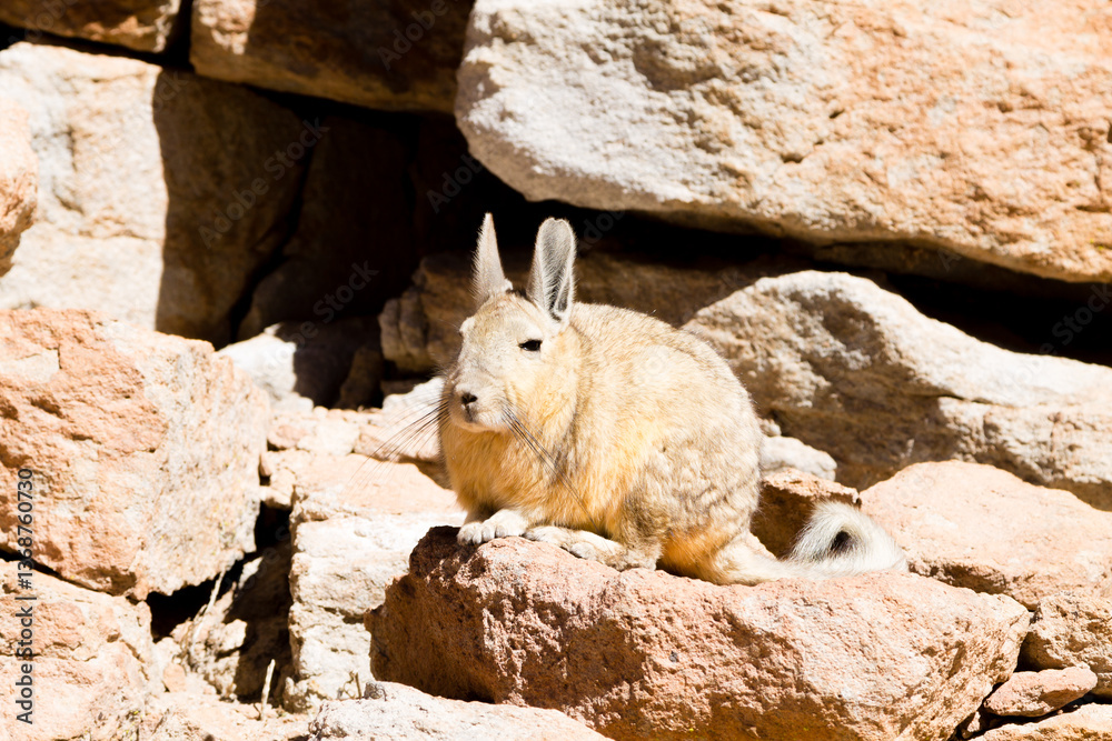 Southern viscacha close up,Bolivia