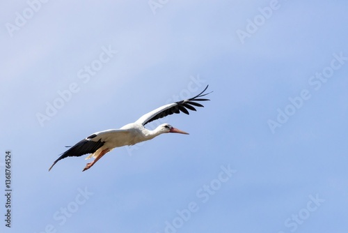 Close-up of a white stork (Ciconia ciconia) in flight against a soft blue and white sky. Parque Ornitológico de Arrocampo, Extremadura, Spain. A stunning wildlife moment photo