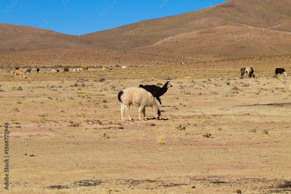 Bolivian llama breeding,Bolivia