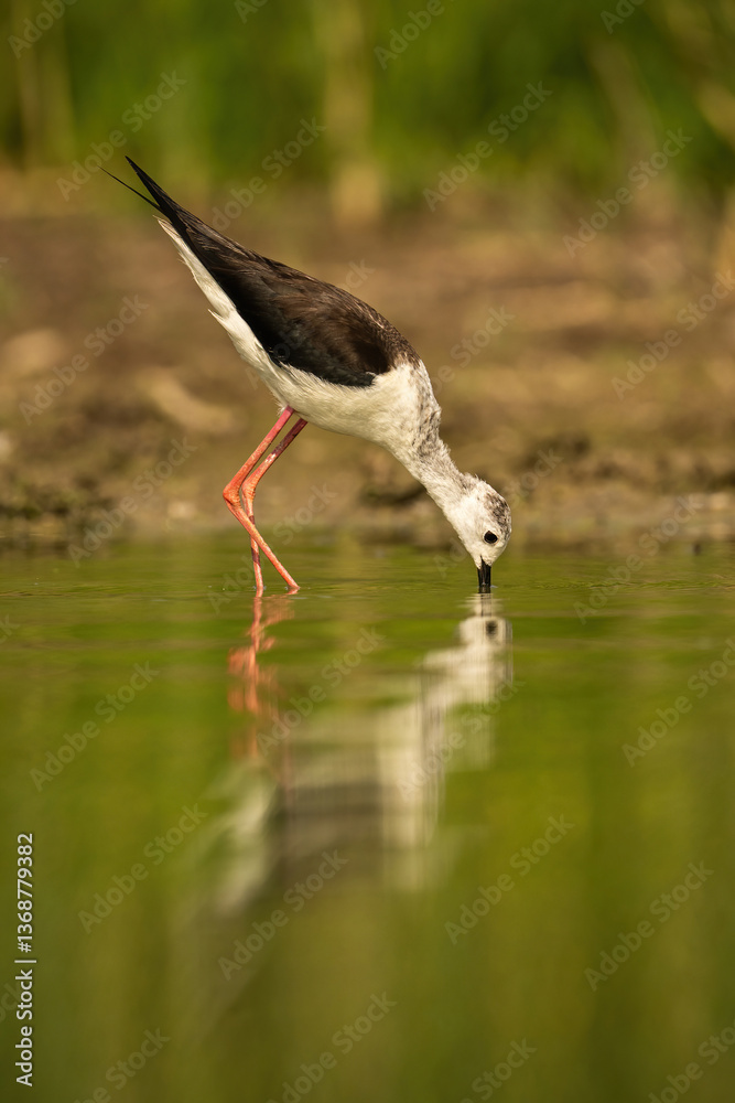Fototapeta premium Black-winged Stilt (Himantopus himantopus). Stilt dips beak into green water while feeding in shallow pond. Wetland shore with tall blurred grasses. The perfect mirror reflection enhances serenity.
