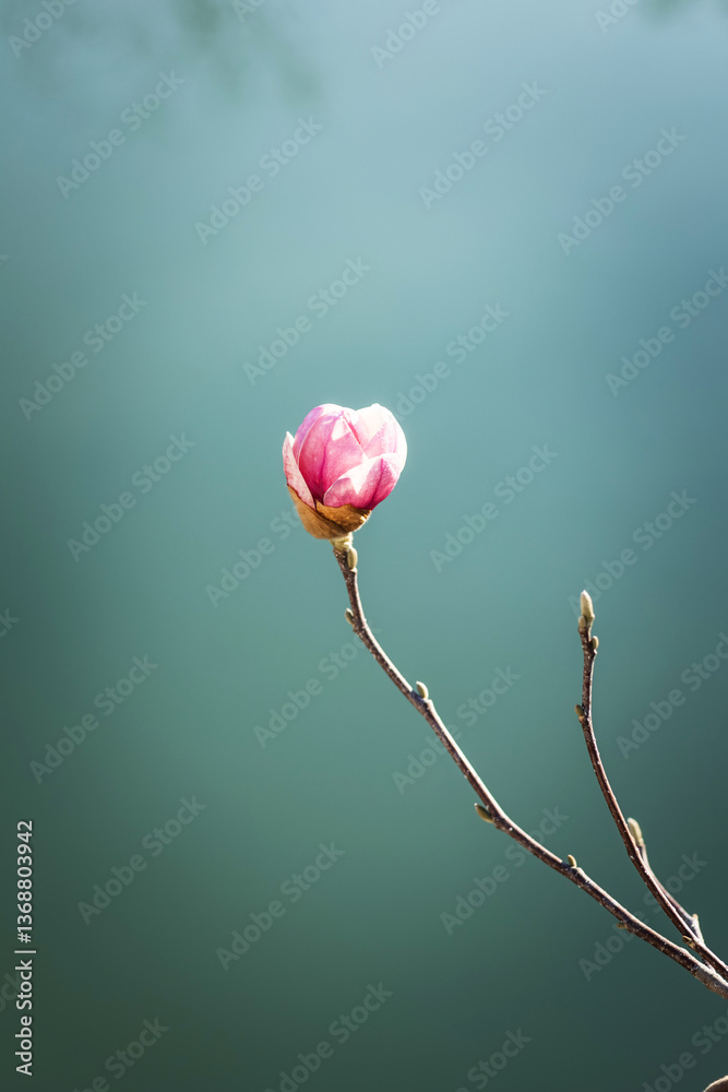 Fototapeta premium magnolia flowers against a blue sky.