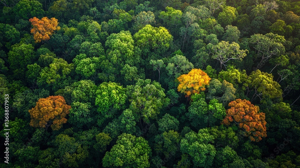 Naklejka premium Aerial view of lush forest canopy with seasonal autumn colors and sunlight
