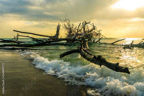 Driftwood trees lay in the water at Beer Can Island, Long Boat Key on Florida's gulf coast.