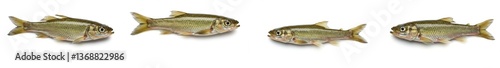 Fathead Minnow School White Background - Four fathead minnows swim in a line against a pristine white backdrop, symbolizing unity, nature, aquatic life, freedom, and the beauty of simplicity
