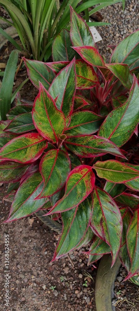 Obraz premium aglaonema or chinese evergreen plant