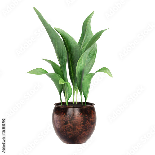 The Aspidastra Elatior plant in pot