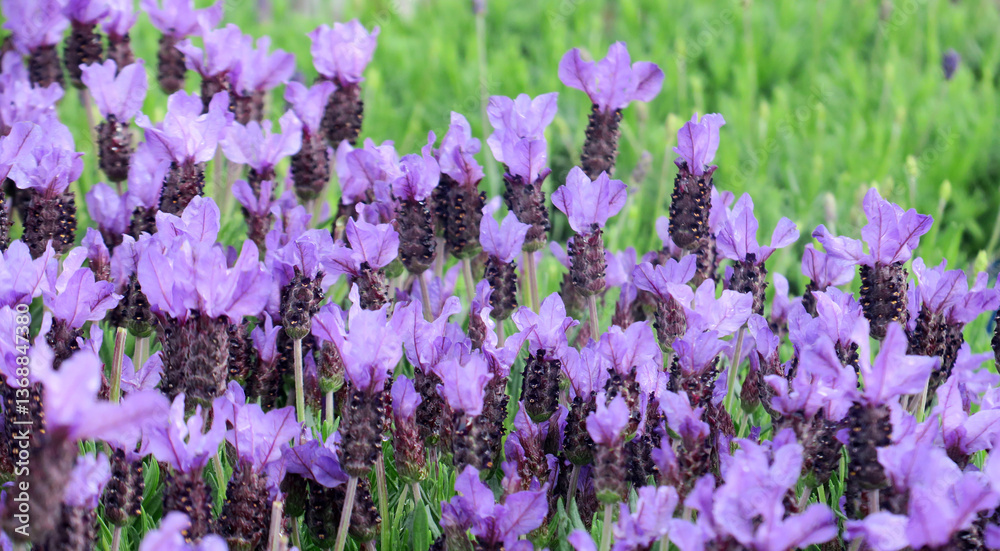 Naklejka premium Lavendula stoechas - Schopf-Lavendel - French lavender