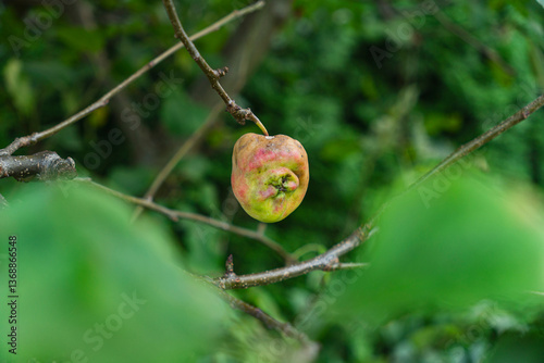 Apple tree fruit destroyed by fungal disease in orchard